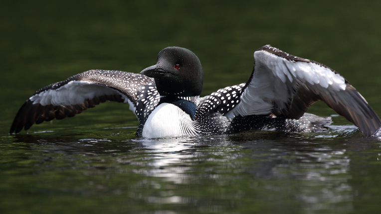 A Loon getting ready to fly from the water
