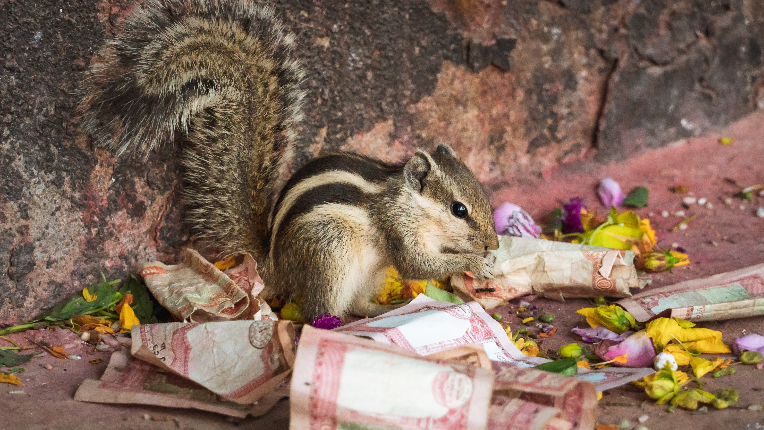 Picture of a chipmunk sitting in a pile of cash