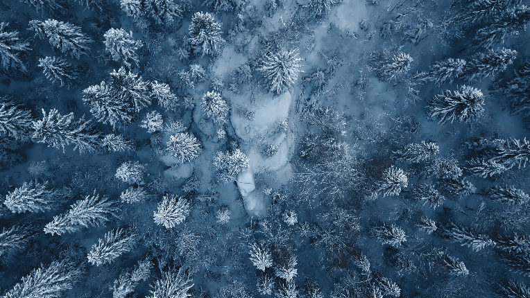 Aerial picture of trees in winter